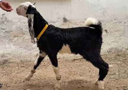 golabi nachi croos hai fancy breed