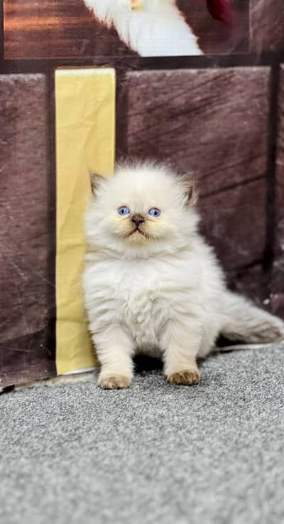 cash on delivery available Persian punch face cat kitten