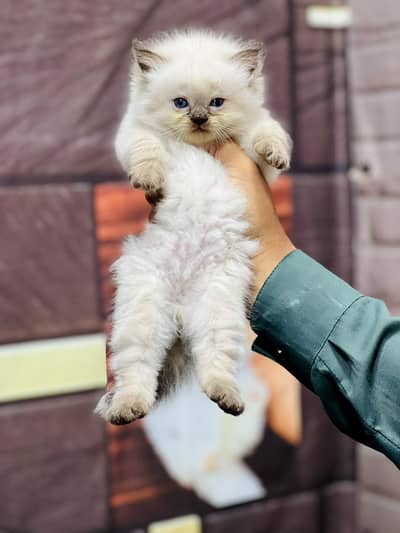 cash on delivery available Persian punch face cat kitten