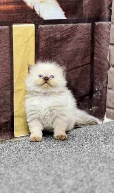 cash on delivery available Persian punch face cat kitten