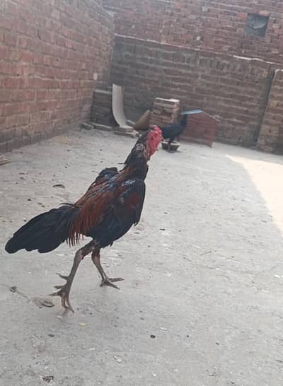 breader pkoya black eye  male available