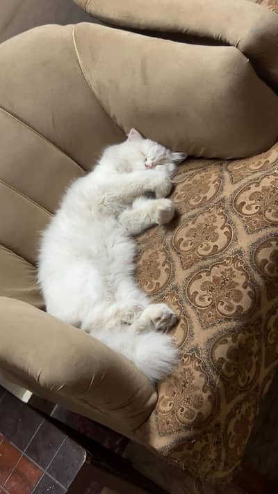 Beautiful Persian Female Cat