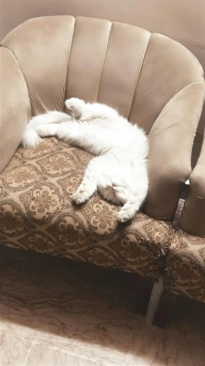 Beautiful Persian Female Cat — photo 2