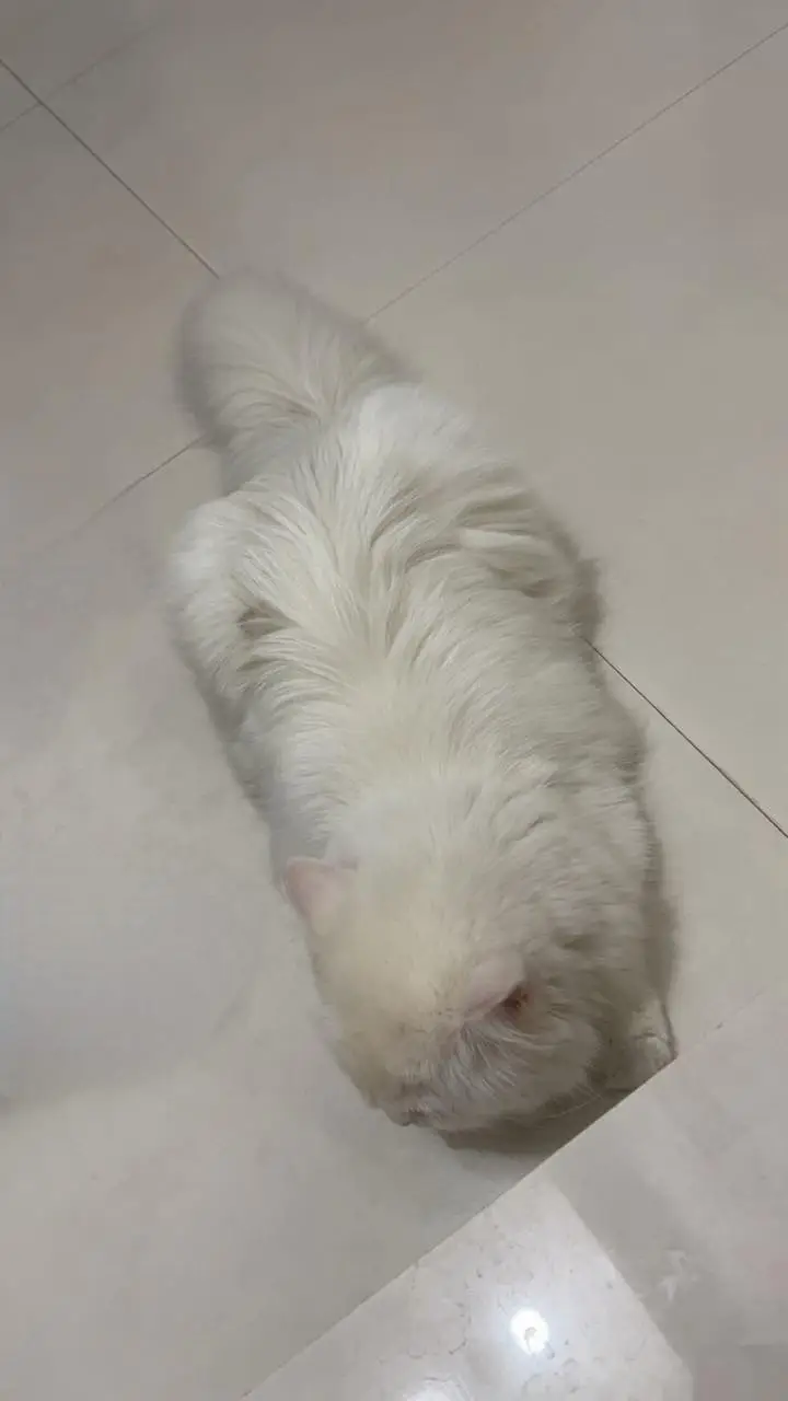 Beautiful Persian Female Cat — photo 3