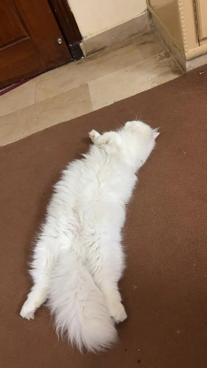 Beautiful Persian Female Cat — photo 4