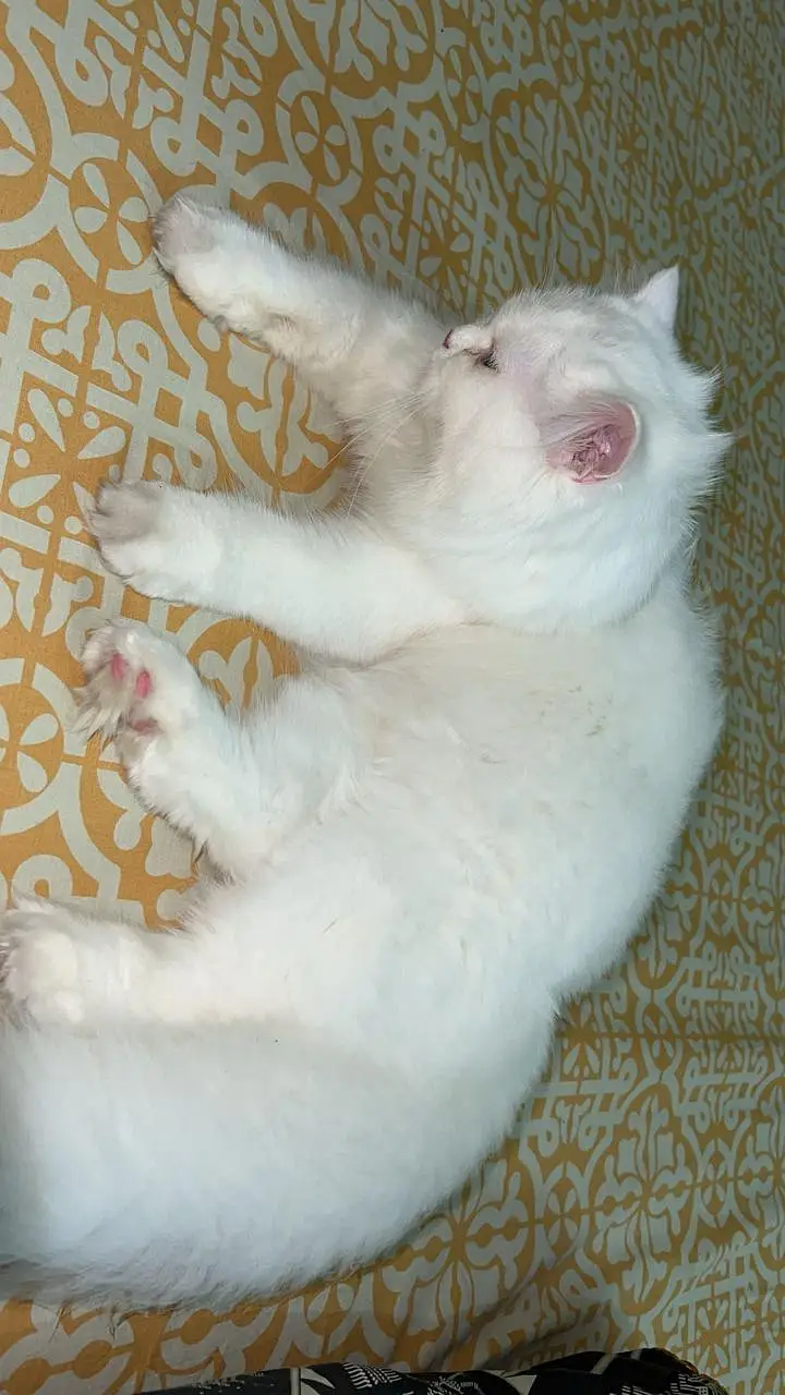 Beautiful Persian Female Cat — photo 5