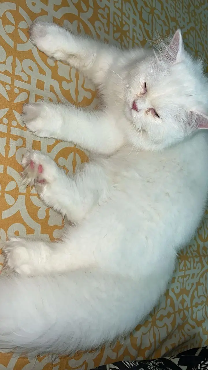 Beautiful Persian Female Cat — photo 6