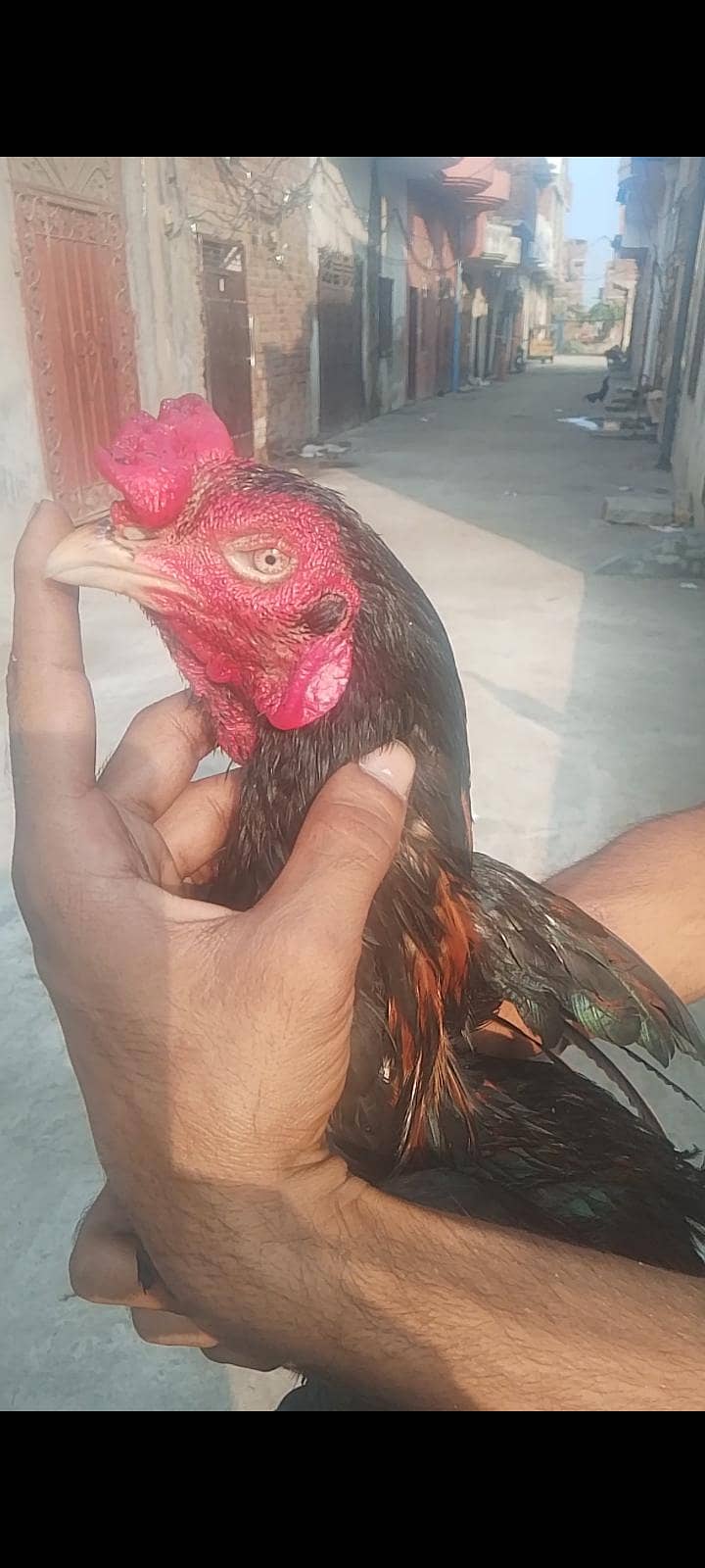 males 2