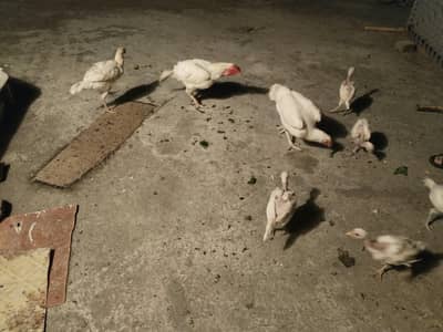 Aseel heera pair with 7 chicks