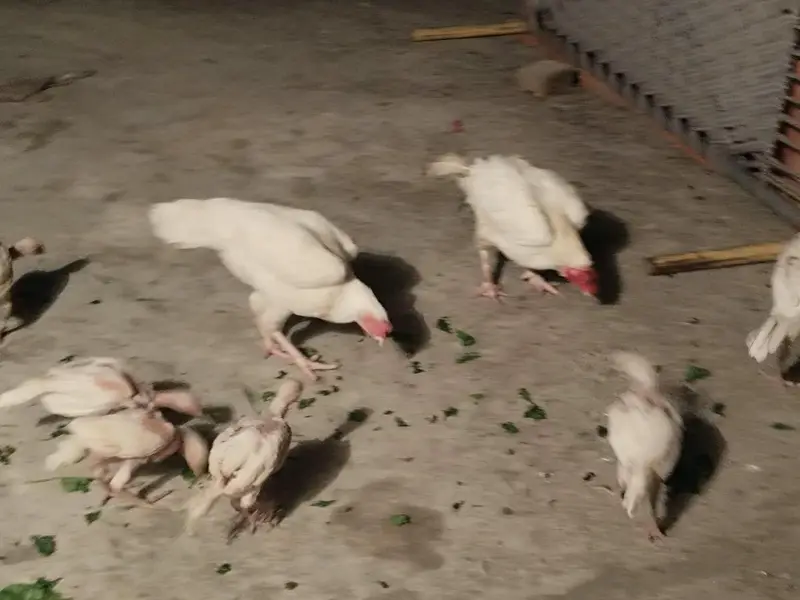 Aseel heera pair with 7 chicks — photo 2