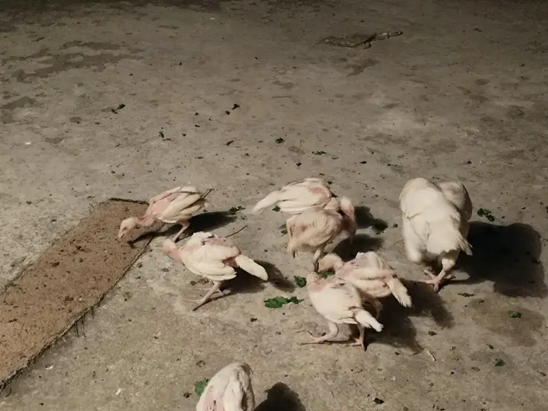 Aseel heera pair with 7 chicks — photo 3