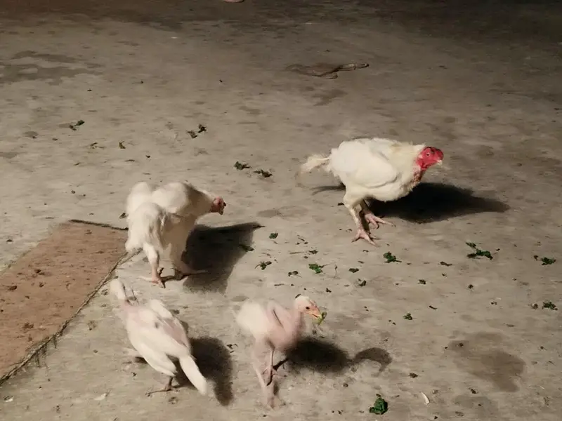 Aseel heera pair with 7 chicks — photo 4