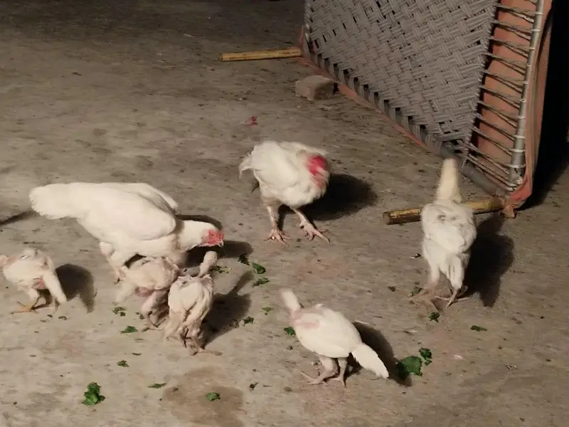 Aseel heera pair with 7 chicks — photo 5