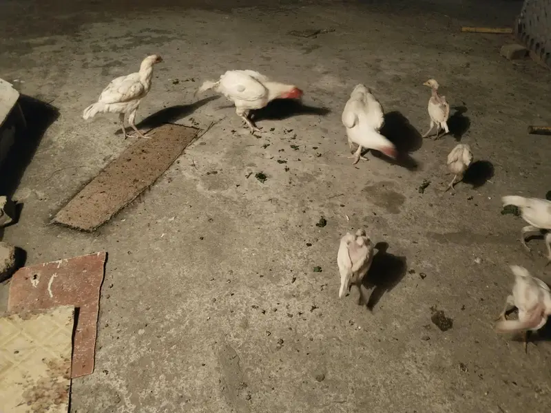 Aseel heera pair with 7 chicks — photo 6