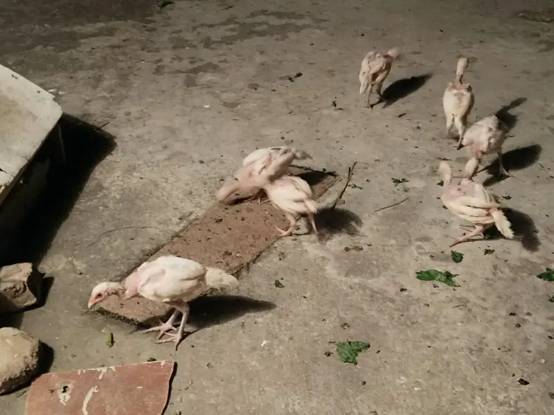 Aseel heera pair with 7 chicks — photo 7