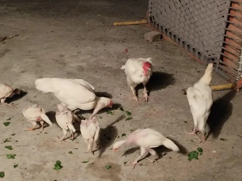 Aseel heera pair with 7 chicks — photo 8