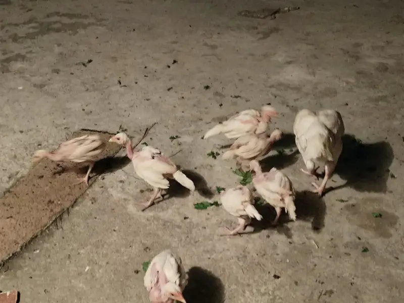 Aseel heera pair with 7 chicks — photo 9