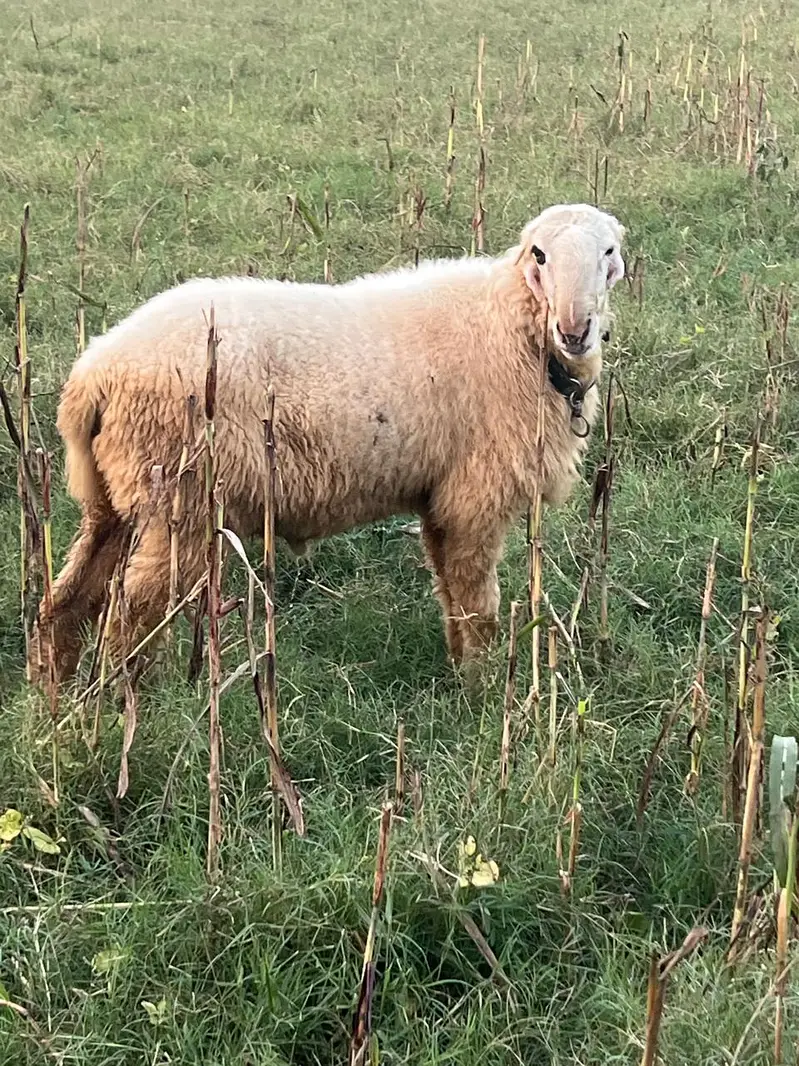 2 Dant bakra|Desi chatra |Sheep | Goat | Bakra | Chatra | Donda Bakra — photo 6