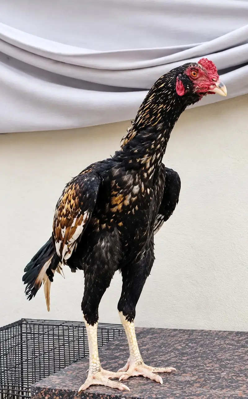 Mianwali and Thai cross patha for sale  age 9 month . . — photo 2