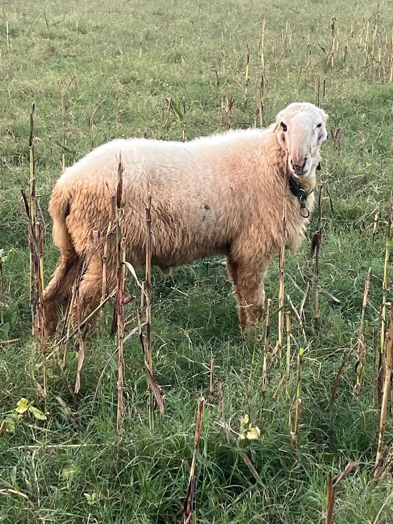 2 Dant bakra|Desi chatra |Sheep | Goat | Bakra | Chatra | Donda Bakra — photo 3