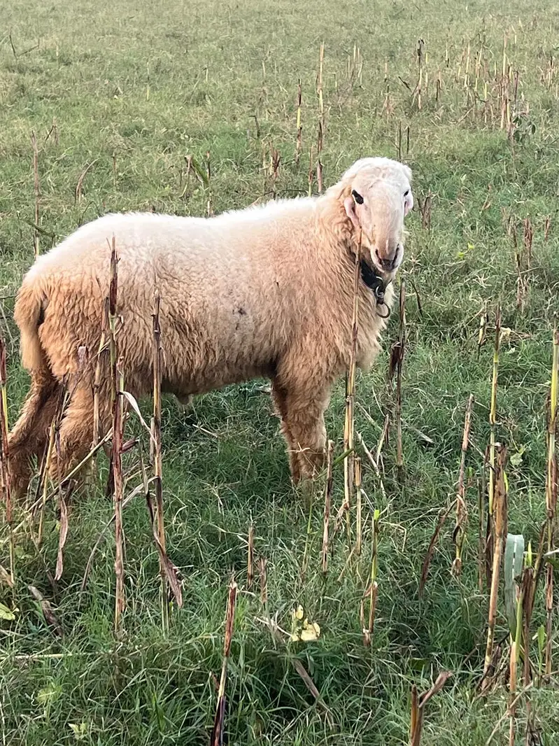 2 Dant bakra|Desi chatra |Sheep | Goat | Bakra | Chatra | Donda Bakra — photo 5