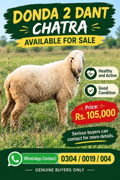 2 Dant bakra|Desi chatra |Sheep | Goat | Bakra | Chatra | Donda Bakra