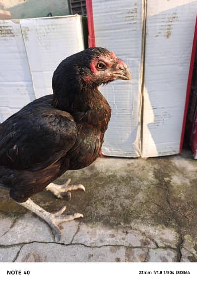 parrot beak cross