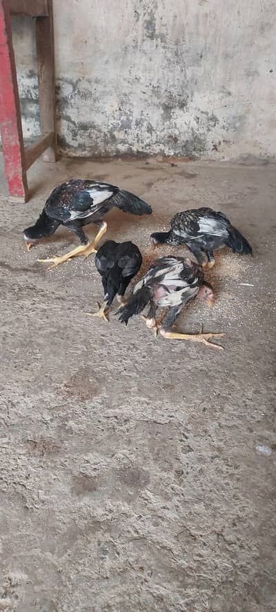 pure aseel 1 murga 3 murgiyan for sale