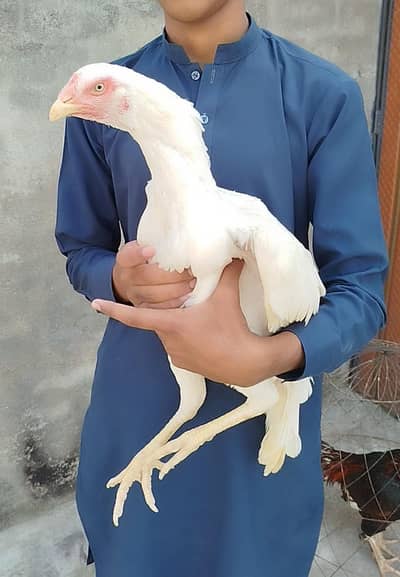 paper white hera Madi