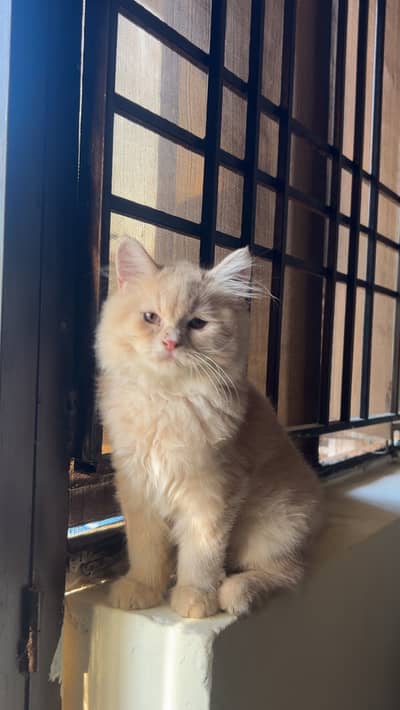 Persian Kitten Male