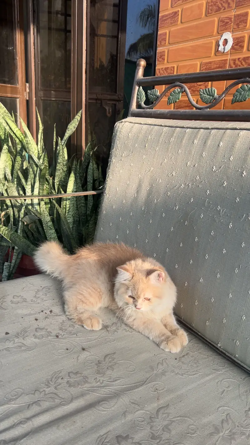 Persian Kitten Male — photo 2