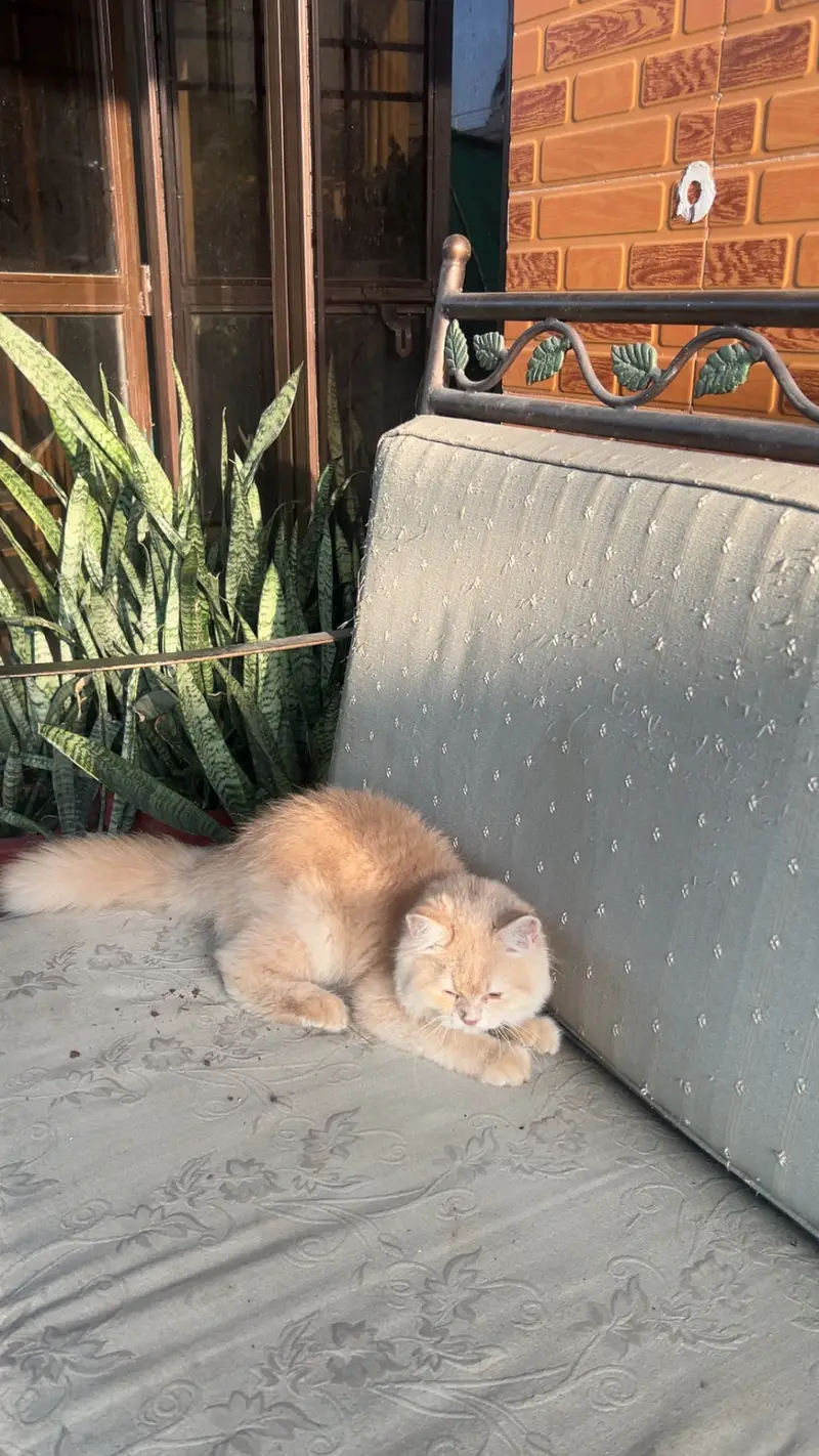 Persian Kitten Male — photo 3