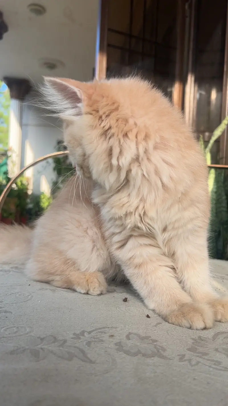 Persian Kitten Male — photo 4