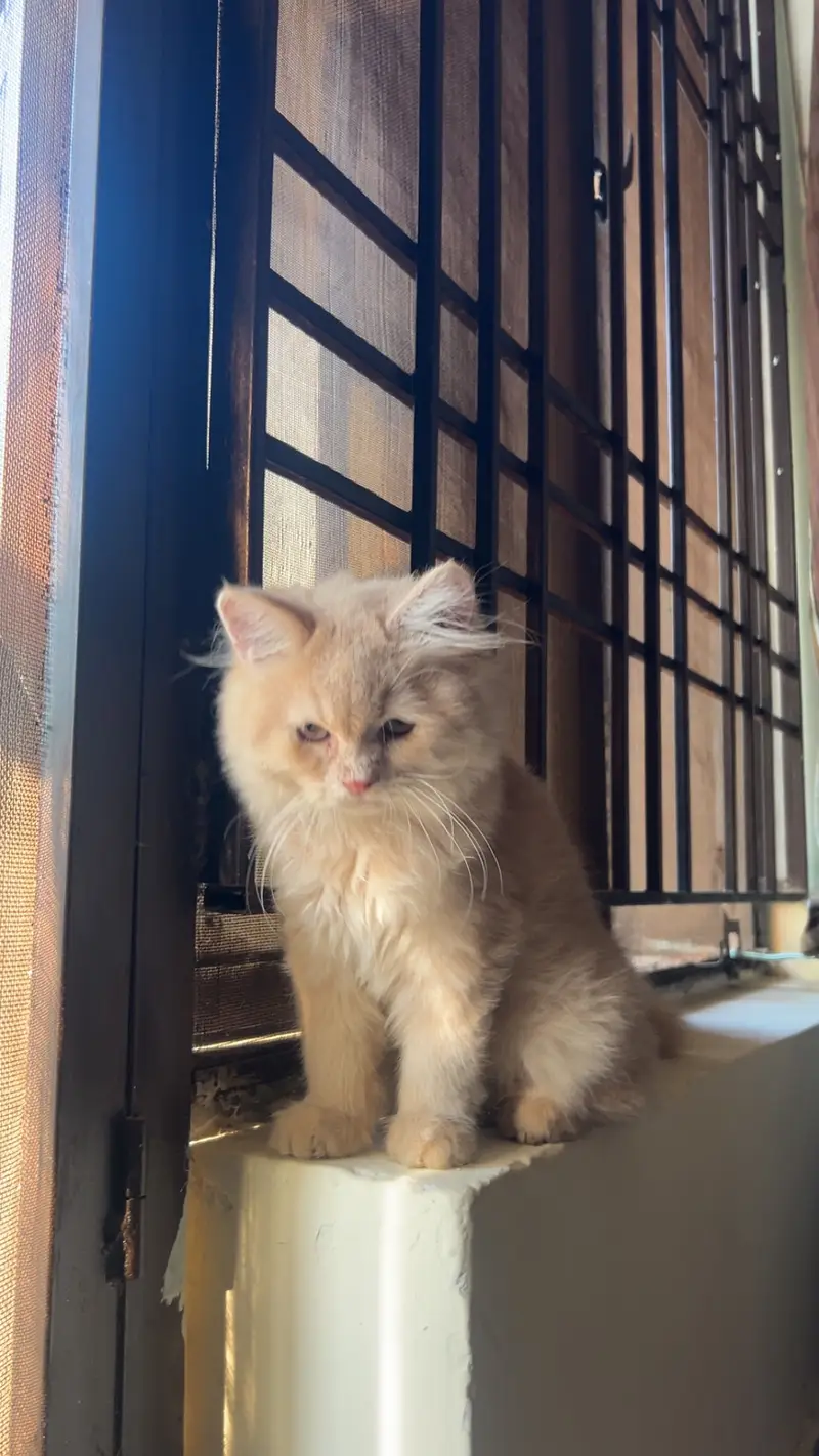 Persian Kitten Male — photo 7