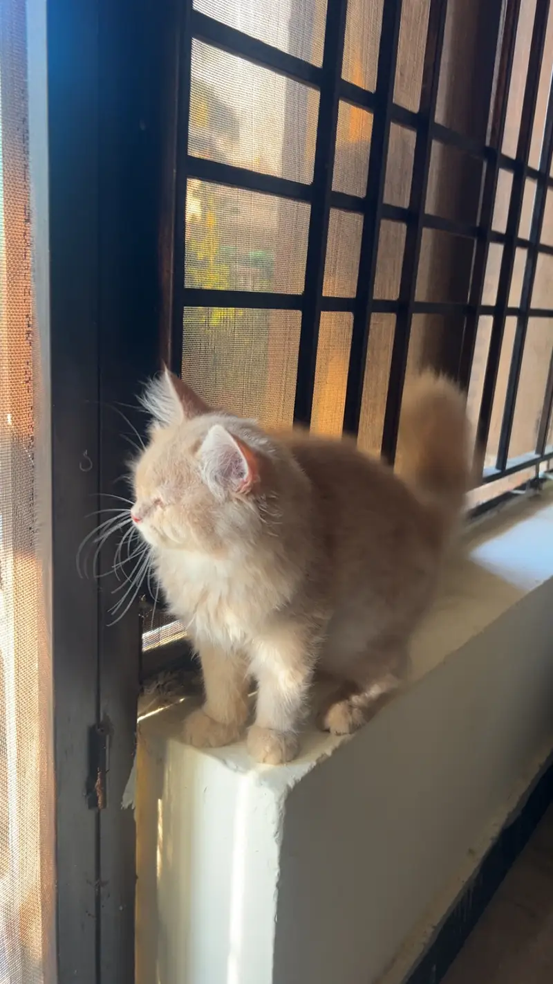 Persian Kitten Male — photo 8