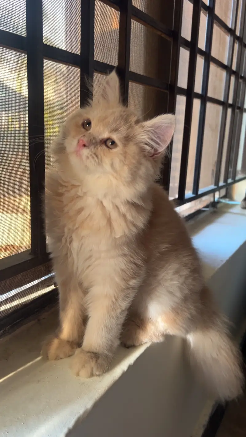 Persian Kitten Male — photo 9
