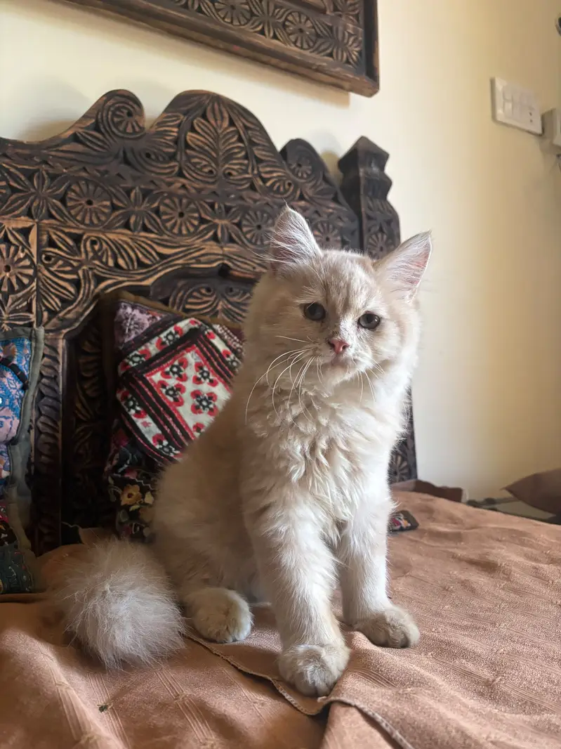 Persian Kitten Male — photo 10
