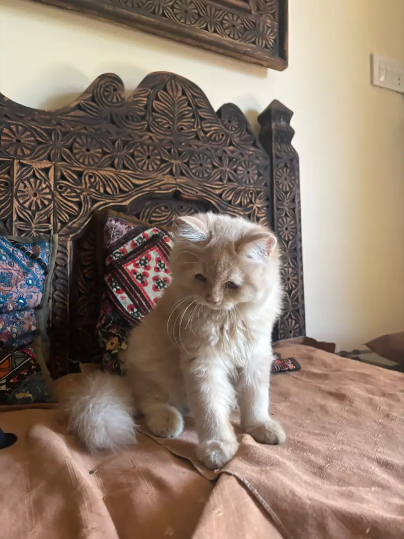 Persian Kitten Male — photo 11