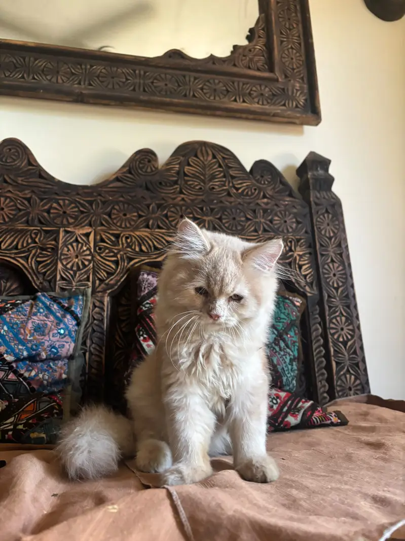 Persian Kitten Male — photo 12