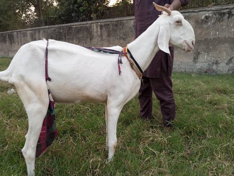 bakri 0