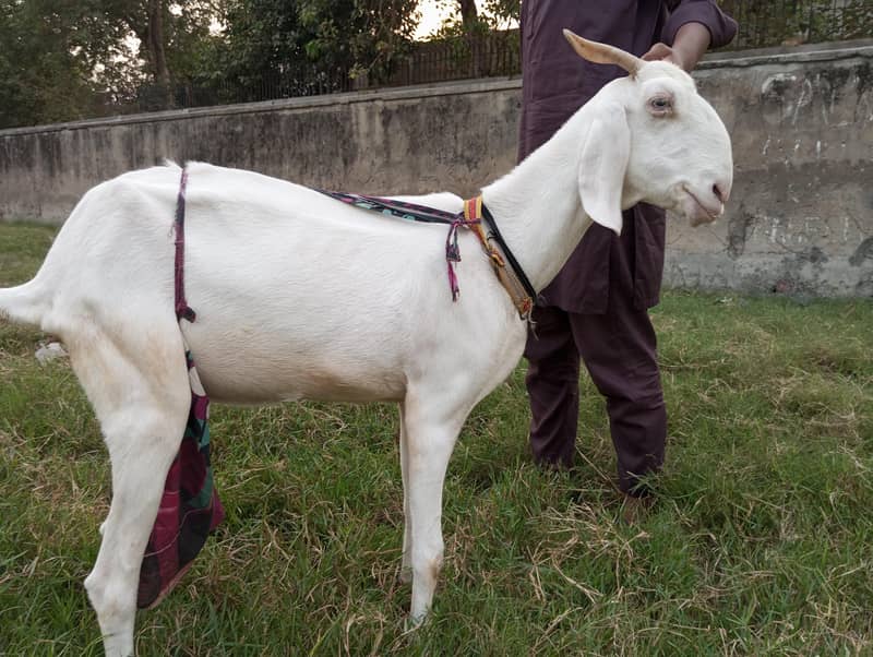 bakri 1