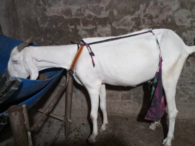 bakri 2