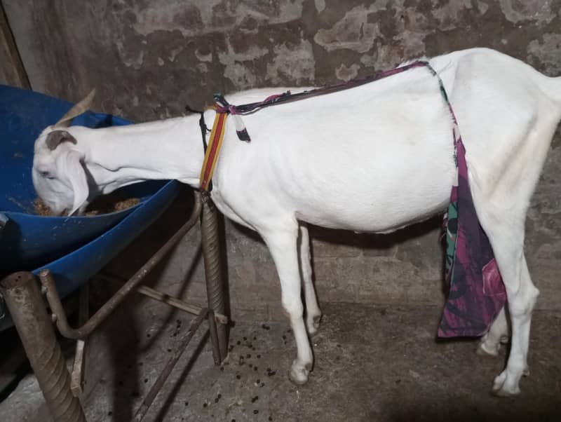 bakri 3