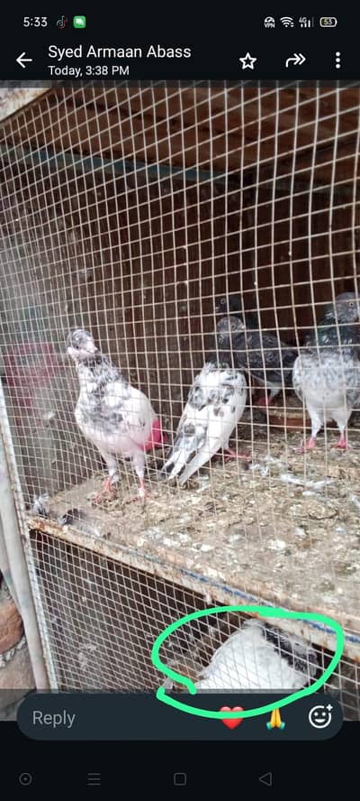 kabutar for sale