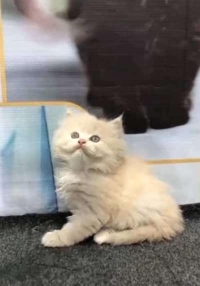 home delivery available Persian punch face cat kitten