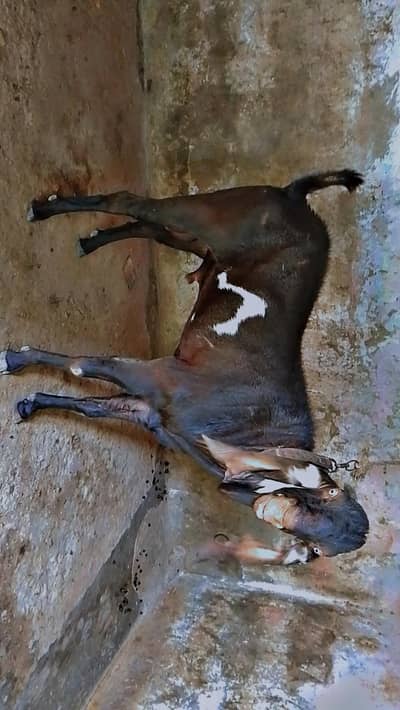 beetal bakra for sale
