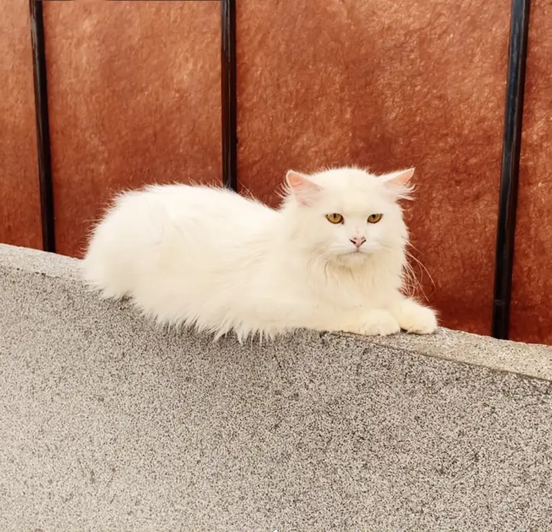 Persian cats (Home Grown) — photo 3