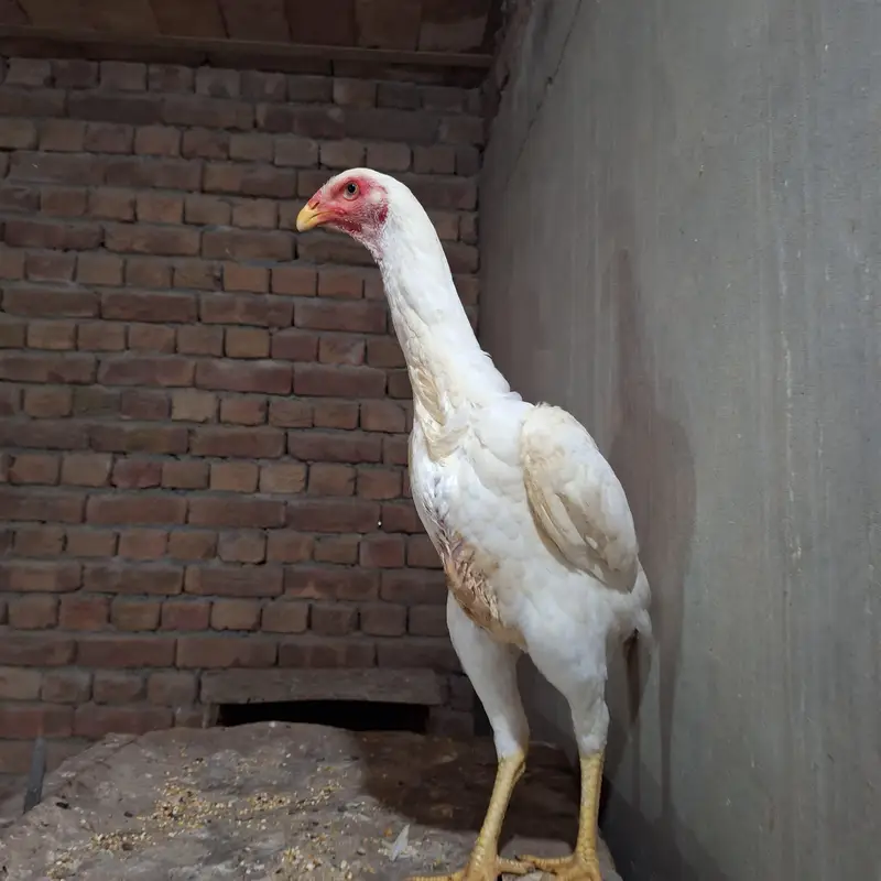 KING SIZE SHAMO FOR SALE – PREMIUM QUALITY! — photo 2