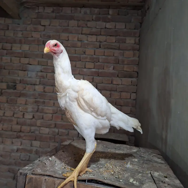 KING SIZE SHAMO FOR SALE – PREMIUM QUALITY! — photo 3
