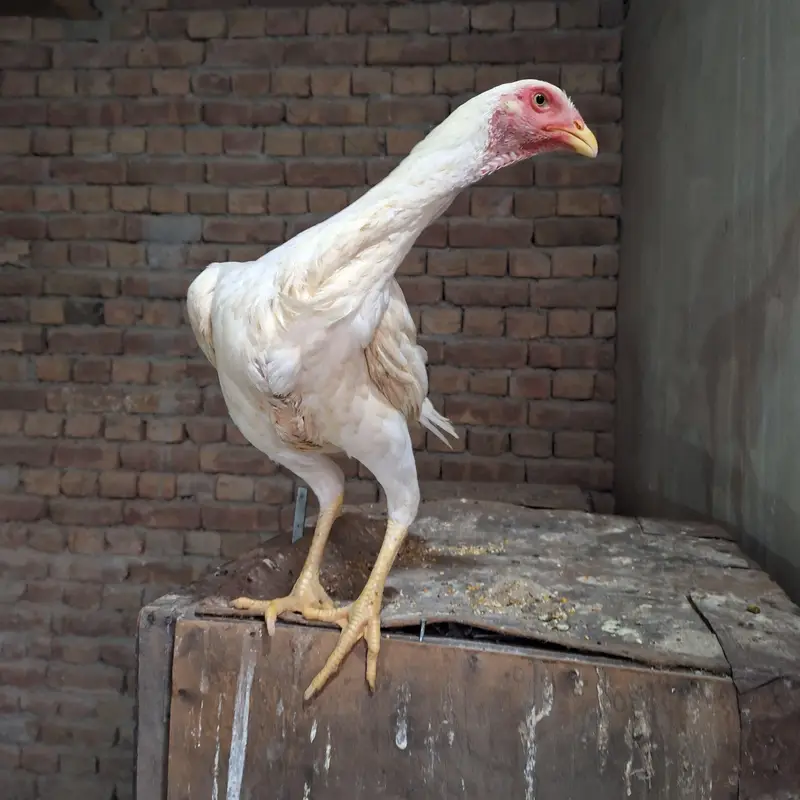 KING SIZE SHAMO FOR SALE – PREMIUM QUALITY! — photo 4